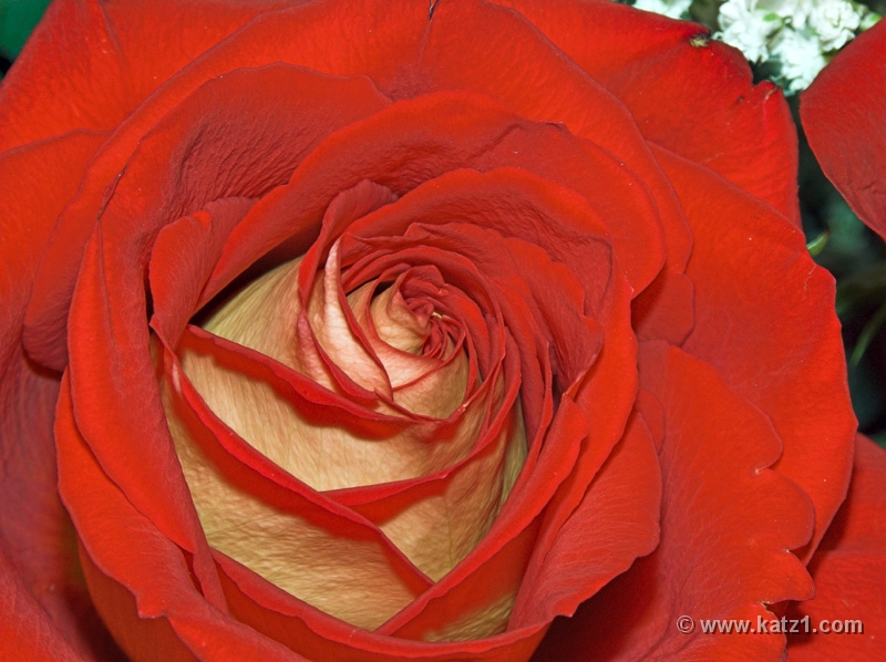 Rose 3